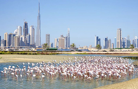 راس الخور